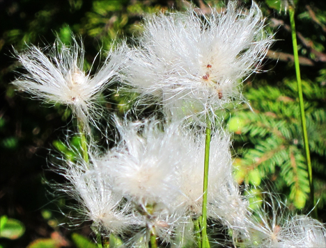 Adirondack Wildflowers:  Cotton Grass on Barnum Bog